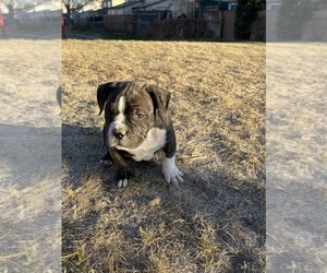 American Bully Puppy for sale in DENVER, CO, USA