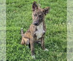 Small #5 German Shepherd Dog-Red Heeler Mix