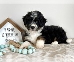 Small #2 Miniature Bernedoodle-Poodle (Miniature) Mix