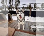 Small Photo #1 Siberian Husky Puppy For Sale in Frisco, CO, USA