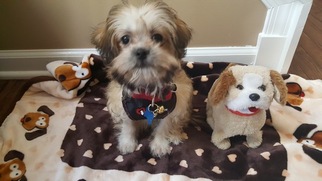 Shih Tzu Puppy for sale in NOVI, MI, USA
