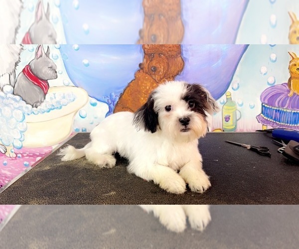 Medium Photo #1 Zuchon Puppy For Sale in KINSTON, NC, USA