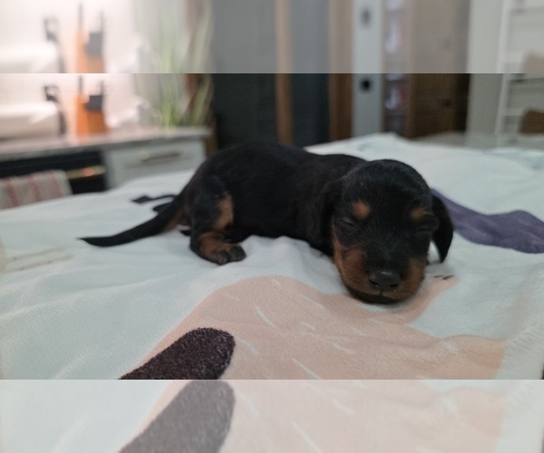 Medium Photo #10 Dachshund Puppy For Sale in WEST PLAINS, MO, USA