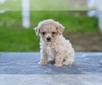 Small #4 Poodle (Toy)