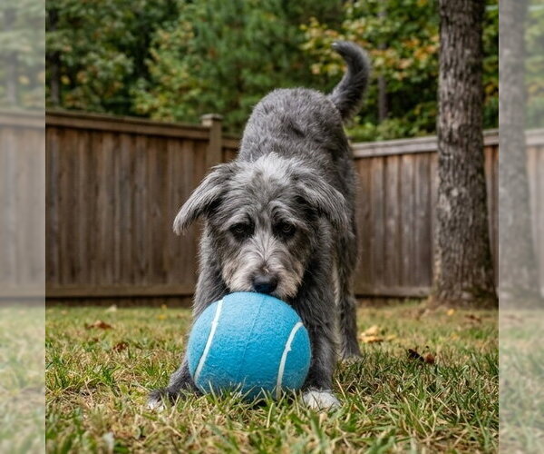 Medium Photo #5 Mutt Puppy For Sale in Huntley, IL, USA