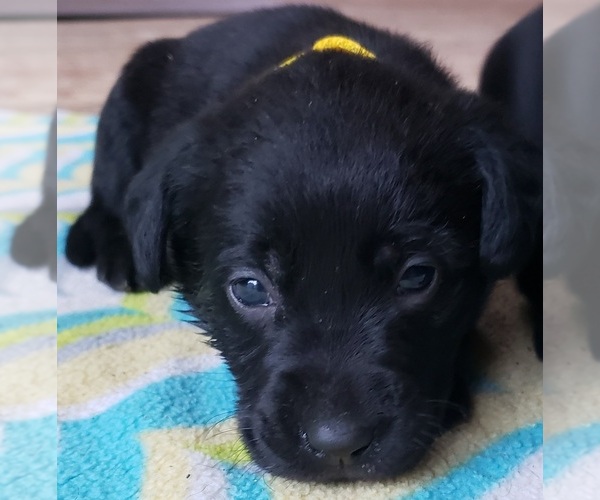 Medium Photo #132 Labrador Retriever Puppy For Sale in OLYMPIA, WA, USA