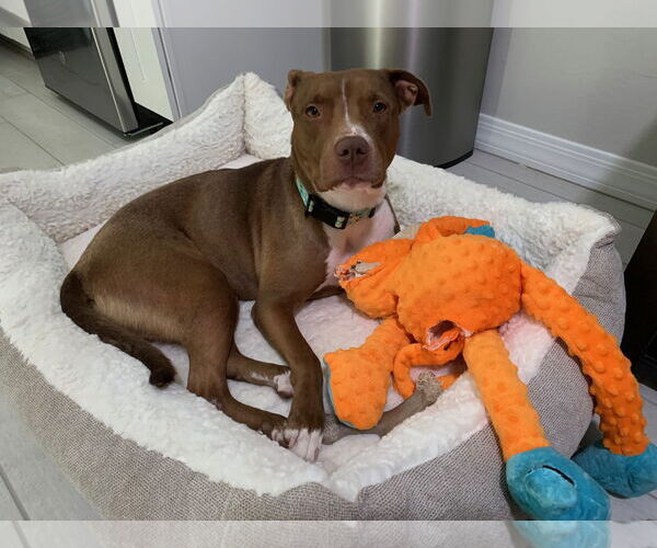 Medium Photo #20 Boxer-Staffordshire Bull Terrier Mix Puppy For Sale in Chandler, AZ, USA