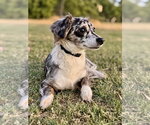 Small Photo #2 Dachshund-Unknown Mix Puppy For Sale in PIPE CREEK, TX, USA