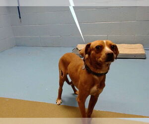 Chihuahua-Unknown Mix Dogs for adoption in Moreno Valley, CA, USA