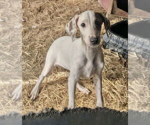 Mutt Dogs for adoption in Boston, MA, USA
