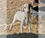 Small Mutt