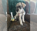 Puppy Valentino Schnauzer (Giant)