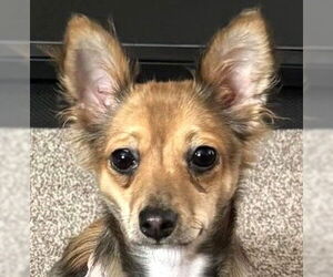 Chihuahua-Unknown Mix Dogs for adoption in Westmont, IL, USA