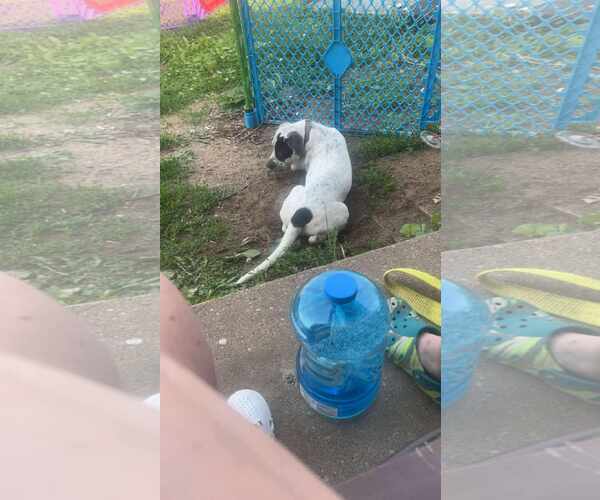 Medium Photo #2 Mutt Puppy For Sale in Waterloo, IA, USA