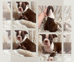 Puppy AS 19 Boston Terrier