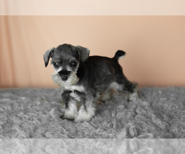 Medium Photo #1 Schnauzer (Miniature) Puppy For Sale in MILLERSBURG, IN, USA