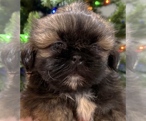 Shih Tzu Puppy for sale in ASHBURNHAM, MA, USA