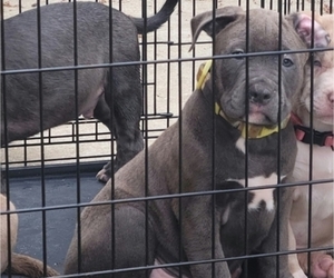 American Bully Puppy for sale in GLEN BURNIE, MD, USA