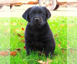 Labrador Retriever Puppy for sale in LOUDONVILLE, OH, USA