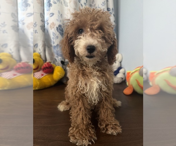 Medium Photo #29 Havapoo Puppy For Sale in DURHAM, CT, USA
