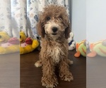 Havapoo puppies - Male Havapoo Puppy for Sale - Photo #29