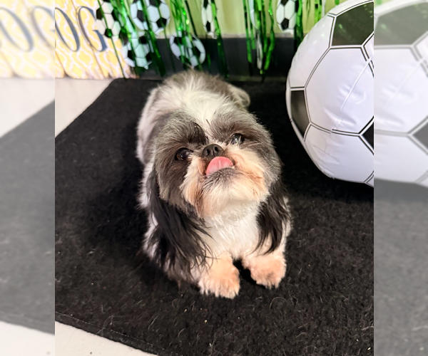Medium Photo #2 Shih Tzu-Unknown Mix Puppy For Sale in Cranston, RI, USA