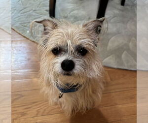 Chihuahua-Unknown Mix Dogs for adoption in Sayreville, NJ, NJ, USA