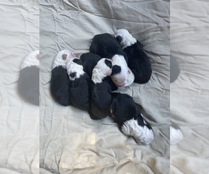 Old English Sheepdog Puppy for Sale in MESICK, Michigan USA