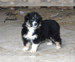 Small #4 Australian Shepherd