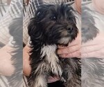 Small #2 Hava-Apso
