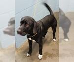 Small #1 Labrador Retriever