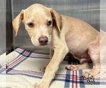 Small #2 Labrador Retriever Mix