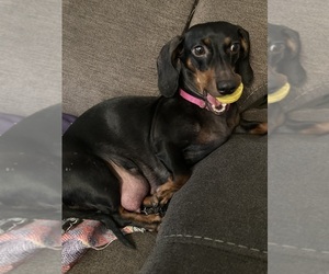 Mother of the Dachshund puppies born on 06/01/2025