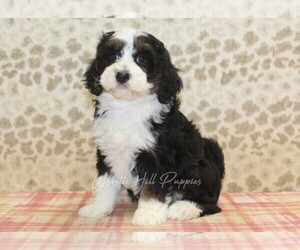 Miniature Bernedoodle Puppy for sale in DENVER, PA, USA