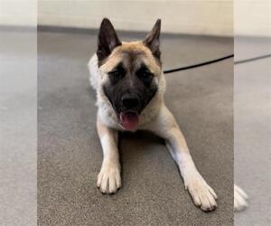 Akita Dogs for adoption in West Valley, UT, USA