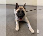 Small Akita