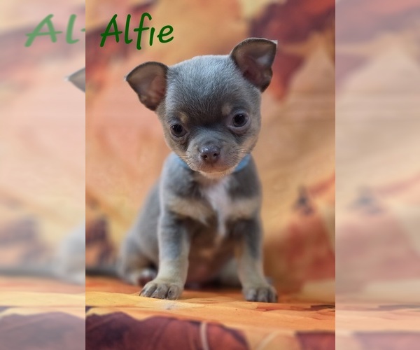 Medium Photo #4 Chihuahua Puppy For Sale in HOMERVILLE, GA, USA
