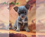 Small #3 Chihuahua