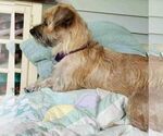 Small #3 Silkshund