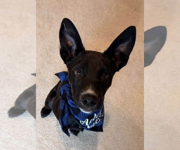 Medium Photo #3 Mutt Puppy For Sale in Springdale, PA, USA