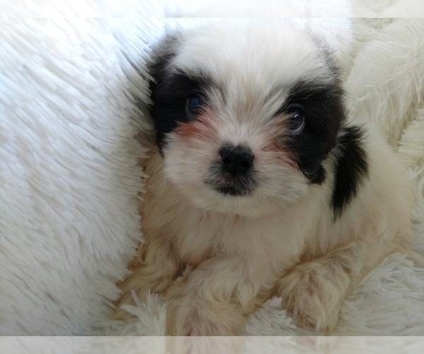 Medium Photo #3 Shih Tzu Puppy For Sale in DOUGLAS, GA, USA