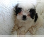 Small Photo #3 Shih Tzu Puppy For Sale in DOUGLAS, GA, USA