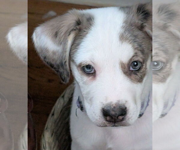 Medium Photo #2 Labrenees Puppy For Sale in Brooklyn Center, MN, USA