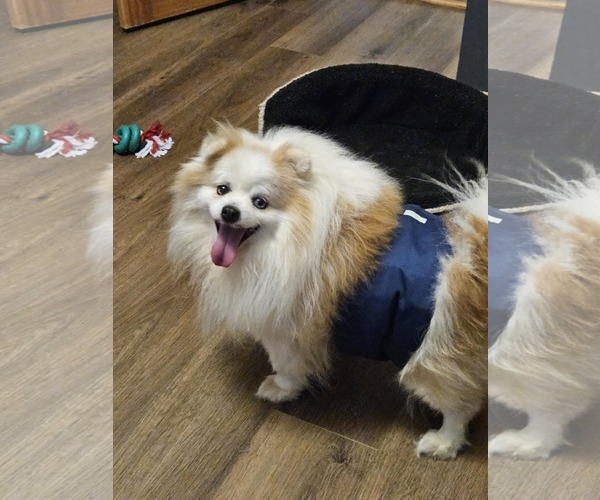 Medium Photo #7 Pomeranian-Unknown Mix Puppy For Sale in Farmington, MN, USA
