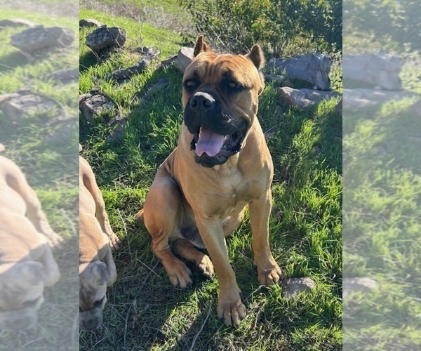 Medium Photo #1 Cane Corso Puppy For Sale in OCEANSIDE, CA, USA