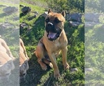 Small Photo #1 Cane Corso Puppy For Sale in OCEANSIDE, CA, USA