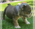 Small Photo #11 Bulldog Puppy For Sale in STOCKBRIDGE, GA, USA
