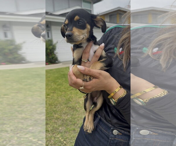 Medium Photo #2 Chiweenie Puppy For Sale in Lake Elsinore, CA, USA