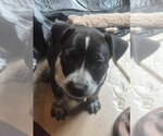 Small Labrador Retriever Mix
