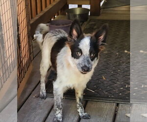 Mutt Dogs for adoption in Paso Robles, CA, USA
